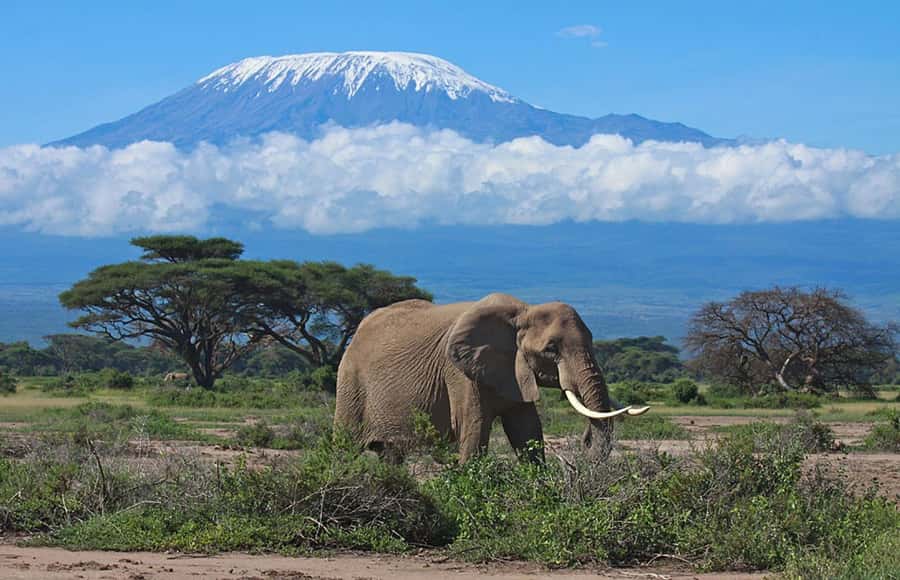 Nairobi: Overnight Safari Trip to Amboseli National Park - Key points to know before booking