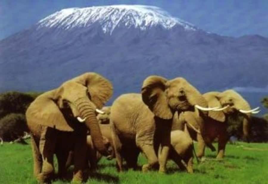 Nairobi: Overnight Safari Trip to Amboseli National Park - Why Amboseli works so well for a two-day safari