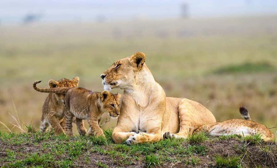 Nairobi Park, Giraffe & Elephant Orphanage with Museum Visit - Why this Nairobi day works so well