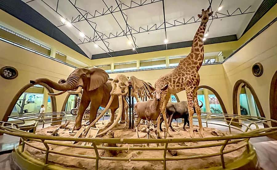 Nairobi Park, Giraffe & Elephant Orphanage with Museum Visit - Hand-feeding Rothschild giraffes
