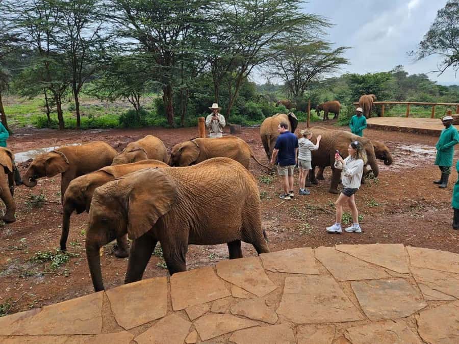 Nairobi Park, Giraffe & Elephant Orphanage with Museum Visit - Finishing at the Museum of Illusions Nairobi