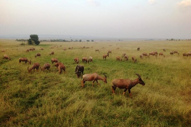 Nairobi park, steamark birds, Girraffe center & bomas - What the $55 price really covers