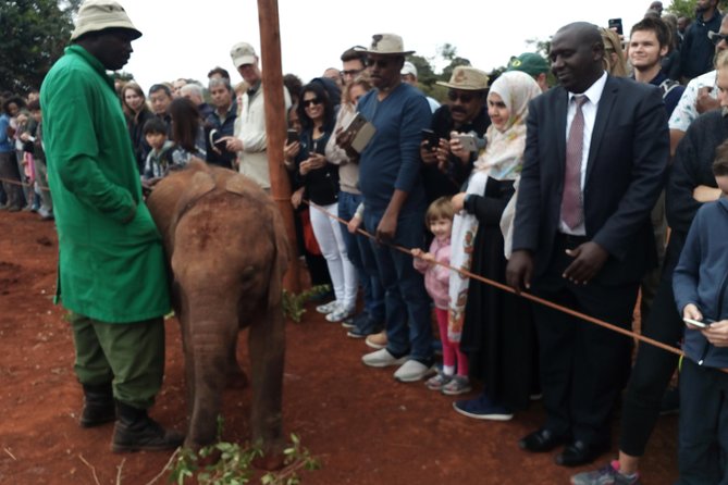 Nairobi park, steamark birds, Girraffe center & bomas - Timing, comfort, and what to bring