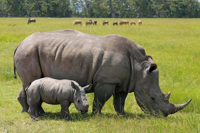 Nairobi Park Wildlife Safari - Key points to know before booking
