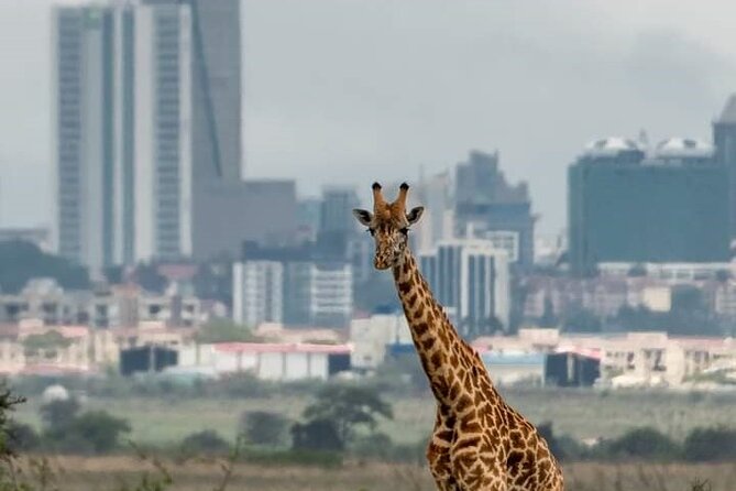Nairobi Park Wildlife Safari - Why Nairobi National Park works so well