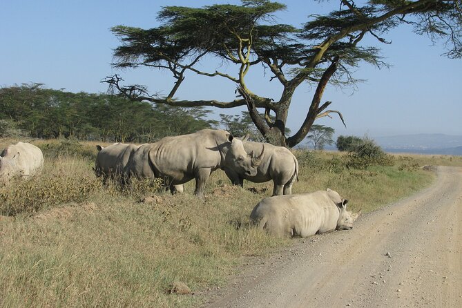 Nairobi Park Wildlife Safari - Birds add another layer to the safari