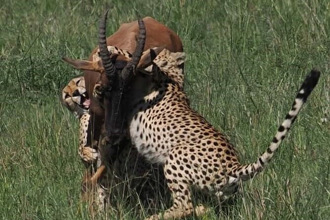 Nairobi Park Wildlife Safari - Animal Orphanage and rescued wildlife