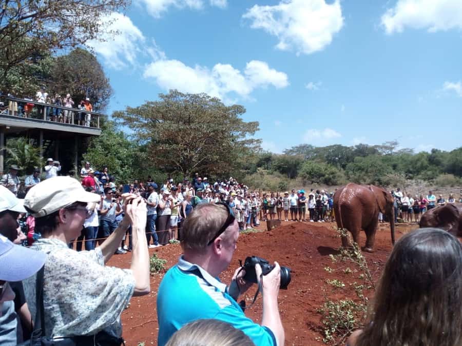 Nairobi: Private Elephant Orphanage Tour - Key points to know before you book