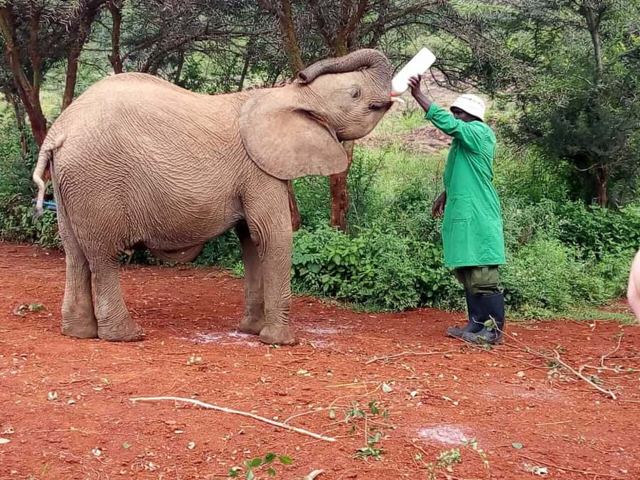 Nairobi: Private Elephant Orphanage Tour - The wood crafts and Kazuri Beads stops