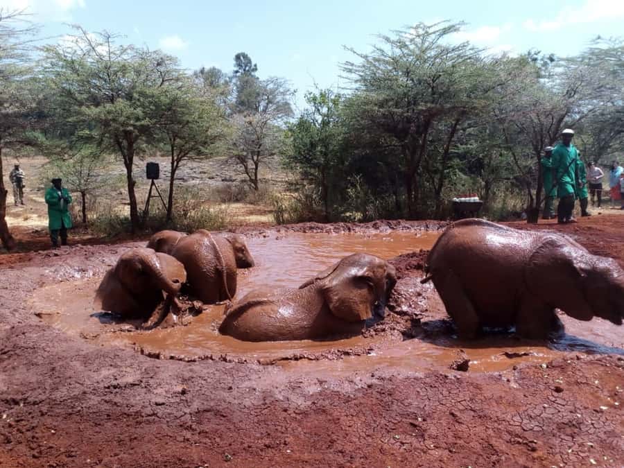 Nairobi: Private Elephant Orphanage Tour - Lunch after the orphanage