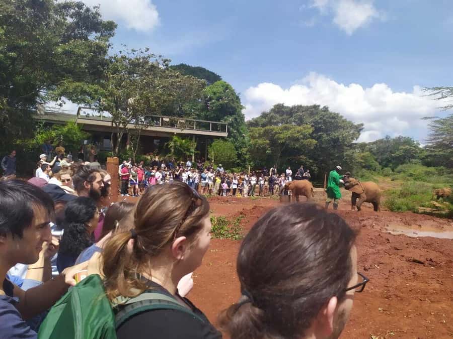 Nairobi: Private Elephant Orphanage Tour - Language and guide expectations