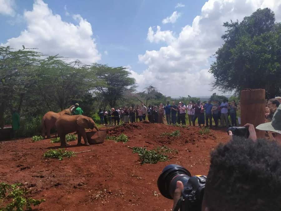 Nairobi: Private Elephant Orphanage Tour - Who will enjoy this outing most