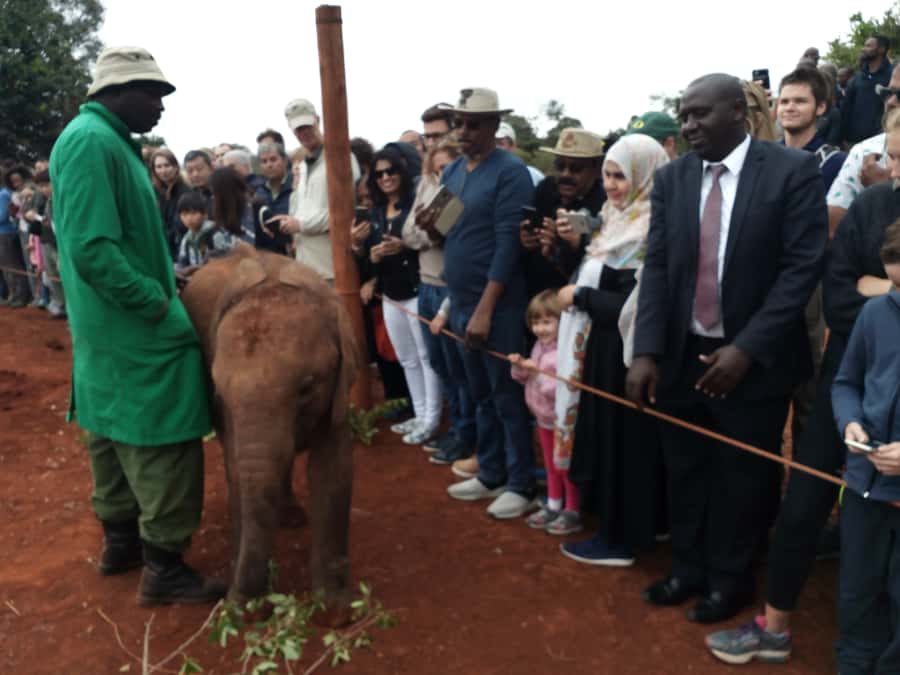 Nairobi: Private Elephant Orphanage Tour - What the Sheldrick Wildlife Trust adds