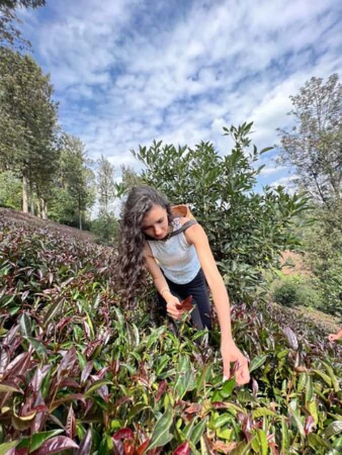 Nairobi: Purple Tea Farm Gatura Greens Day Trip - Key points to know before booking