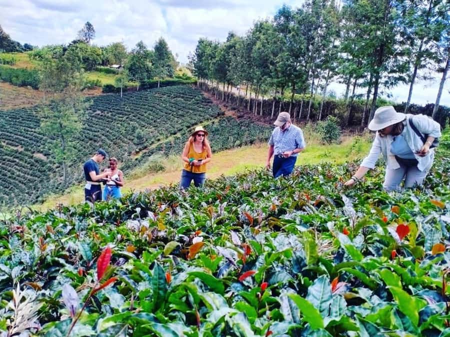 Nairobi: Purple Tea Farm Gatura Greens Day Trip - Why Gatura Greens feels different from a standard farm tour