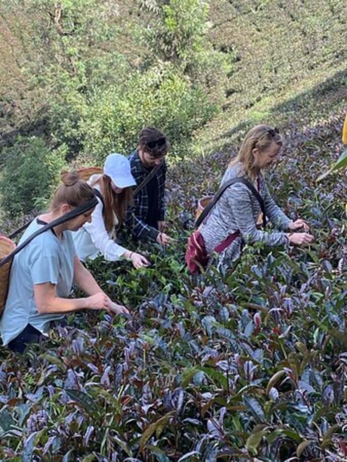 Nairobi: Purple Tea Farm Gatura Greens Day Trip - Picking leaves in the purple tea fields