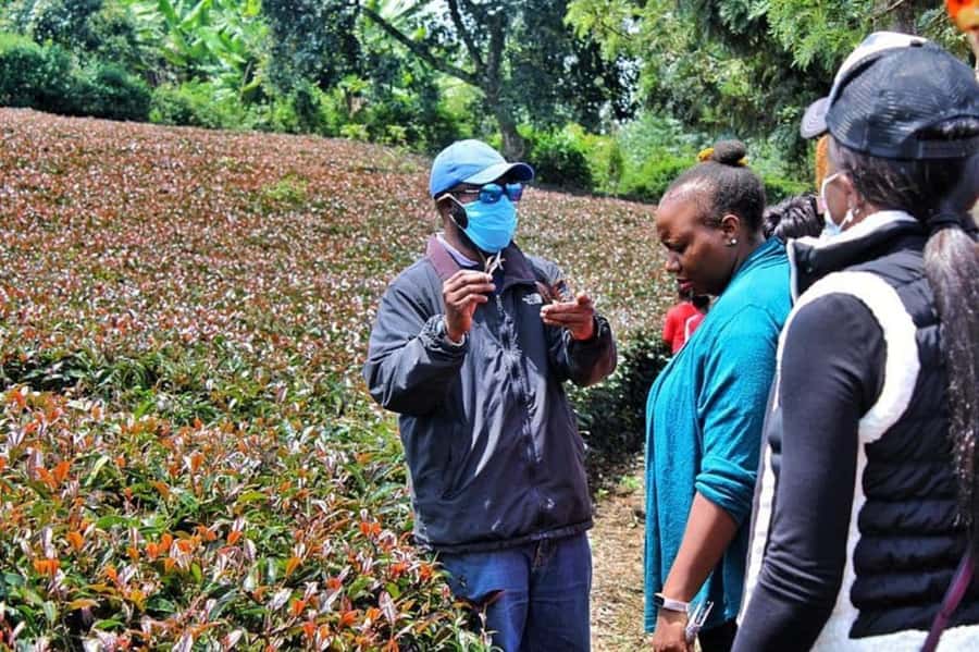 Nairobi: Purple Tea Farm Gatura Greens Day Trip - Making a personal purple tea blend
