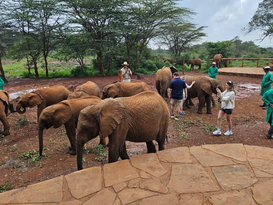 Nairobi’s Best:Elephants,Giraffes Center & Karen Blixen Tour - Key points to know before booking