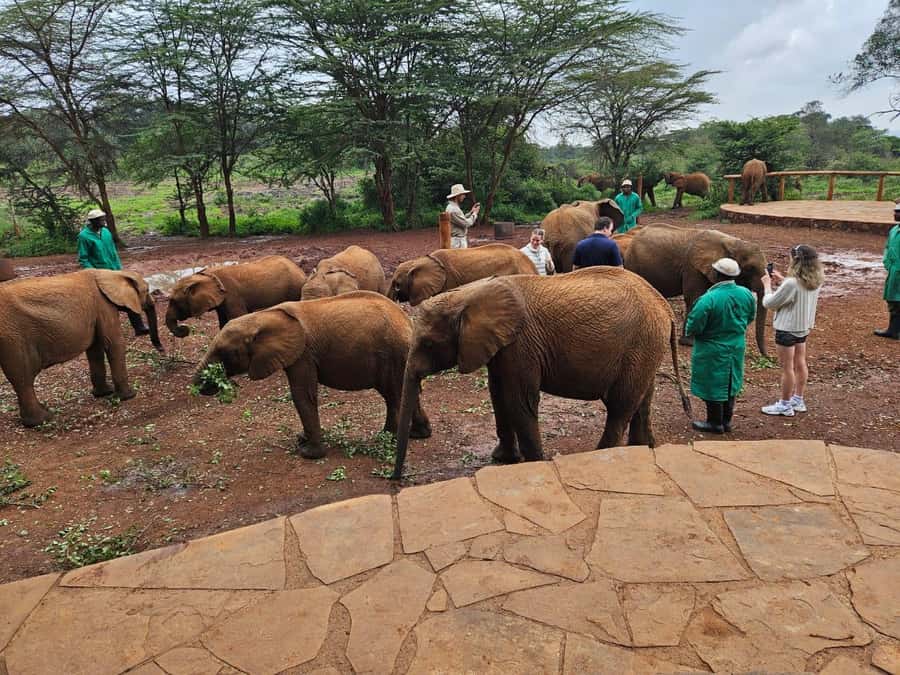 Nairobi’s Best:Elephants,Giraffes Center & Karen Blixen Tour - Who will get the most from this half-day outing
