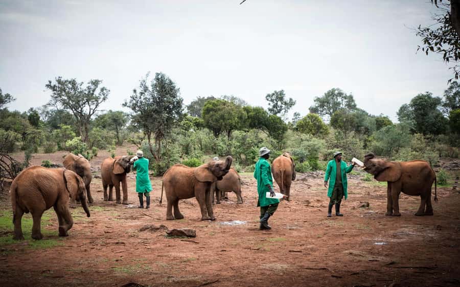 Nairobi’s Best:Elephants,Giraffes Center & Karen Blixen Tour - The 11 a.m. elephant presentation is the real reason to go