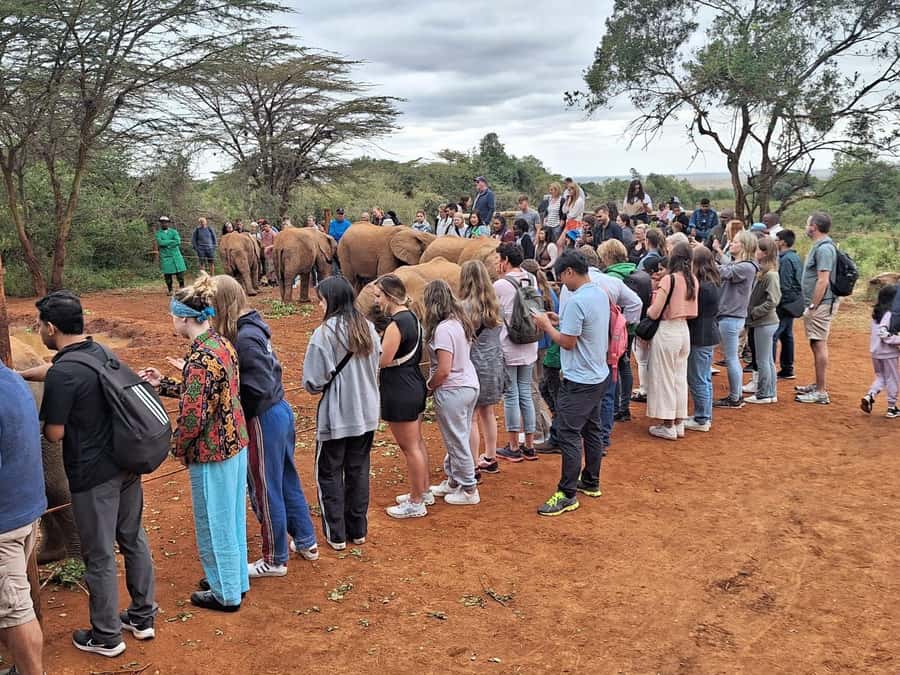Nairobi’s Best:Elephants,Giraffes Center & Karen Blixen Tour - Private pickup from Nairobi at 9:30 a.m.