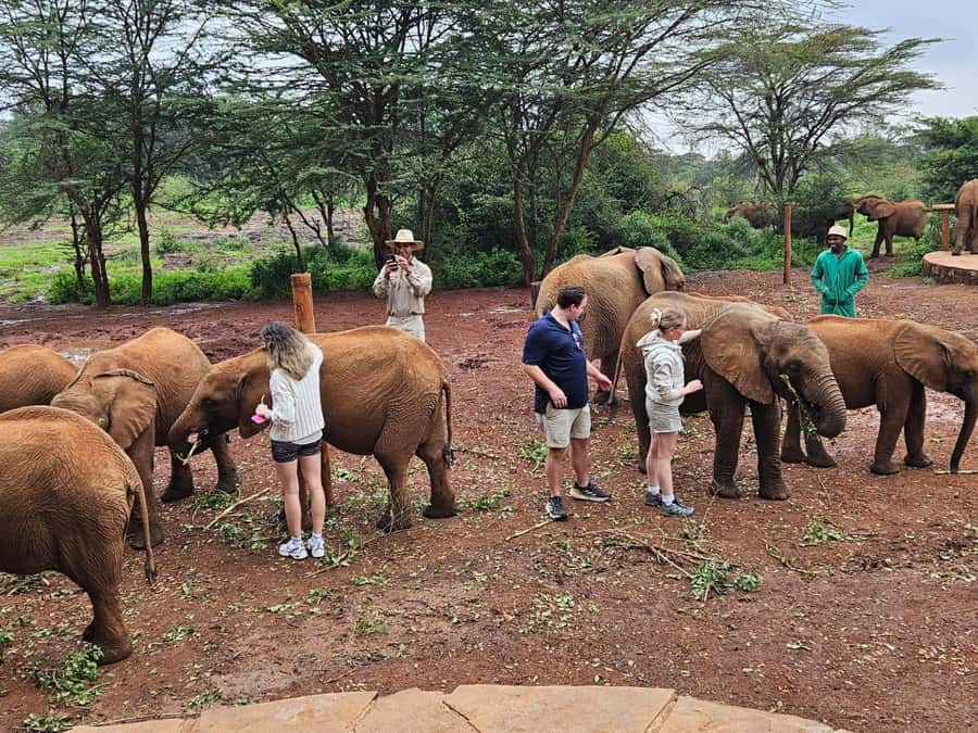 Nairobi’s Best:Elephants,Giraffes Center & Karen Blixen Tour - The optional Giraffe Centre and Karen Blixen stops
