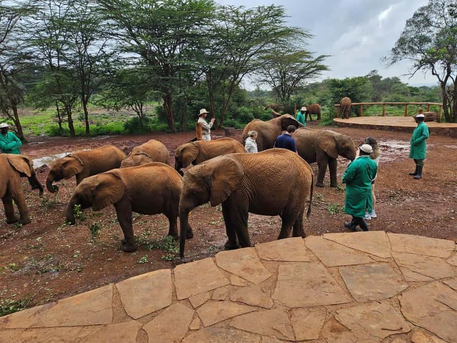 Nairobi’s Best:Elephants,Giraffes Center & Karen Blixen Tour - Wood crafts, Kazuri beads, and local shopping