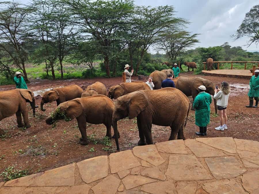 Nairobi’s Best:Elephants,Giraffes Center & Karen Blixen Tour - Lunch at Nairobi Mamba Village
