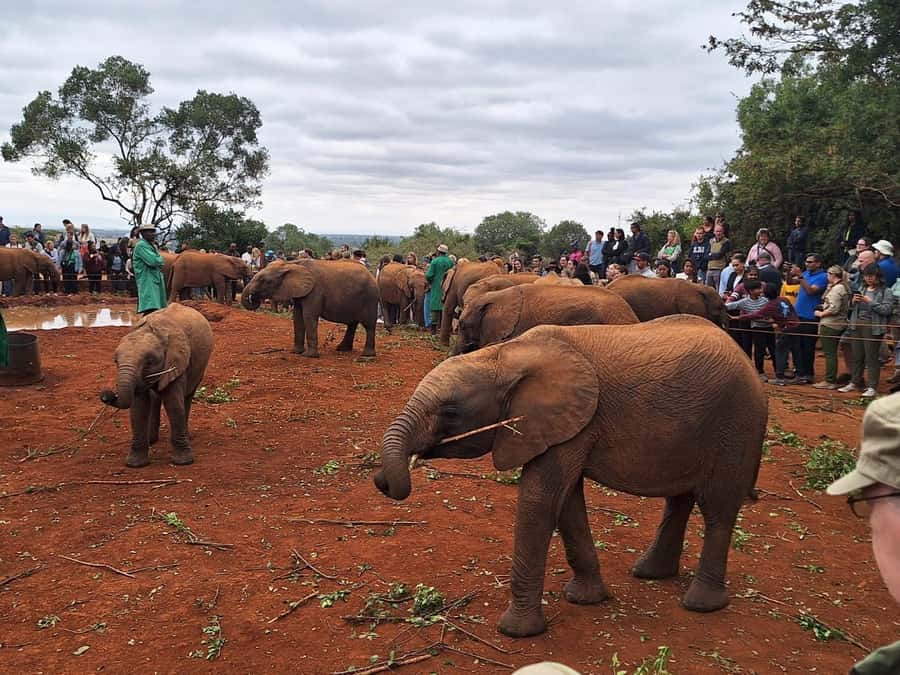 Nairobi’s Best:Elephants,Giraffes Center & Karen Blixen Tour - Why the conservation message adds value