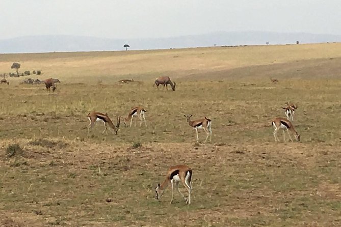 Nairobi safari walk half day tour - A guide makes the short visit count
