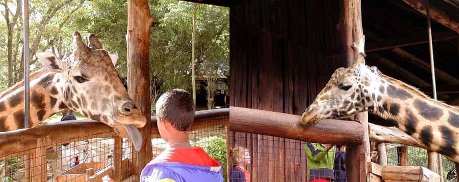 Nairobi: Sheldrick Elephant Orphanage and Giraffe Center - Key points to know before booking