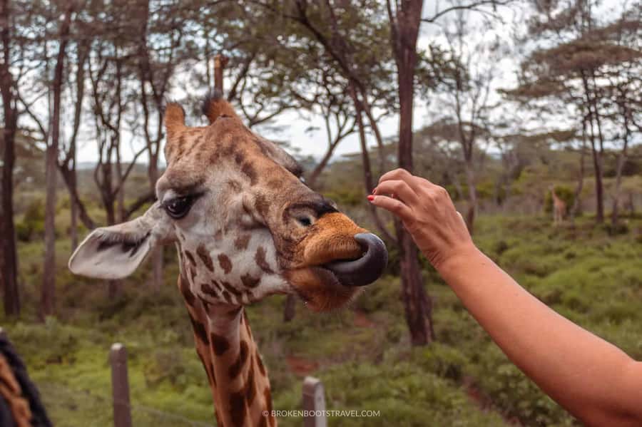 Nairobi: Sheldrick Elephant Orphanage and Giraffe Center - Should you book this tour?