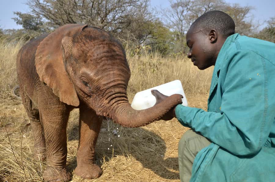 Nairobi: Sheldrick Elephant Orphanage and Giraffe Center - Sheldrick Wildlife Trust and the midday elephant session
