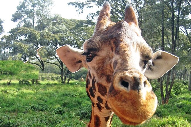 Nairobi Stopover & Layover Tour – Private, Fast & Flexible! - Karura Forest for a quieter change of pace