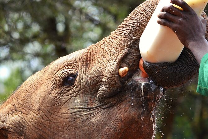 Nairobi Stopover & Layover Tour – Private, Fast & Flexible! - Choosing the right length: three, five, or ten hours