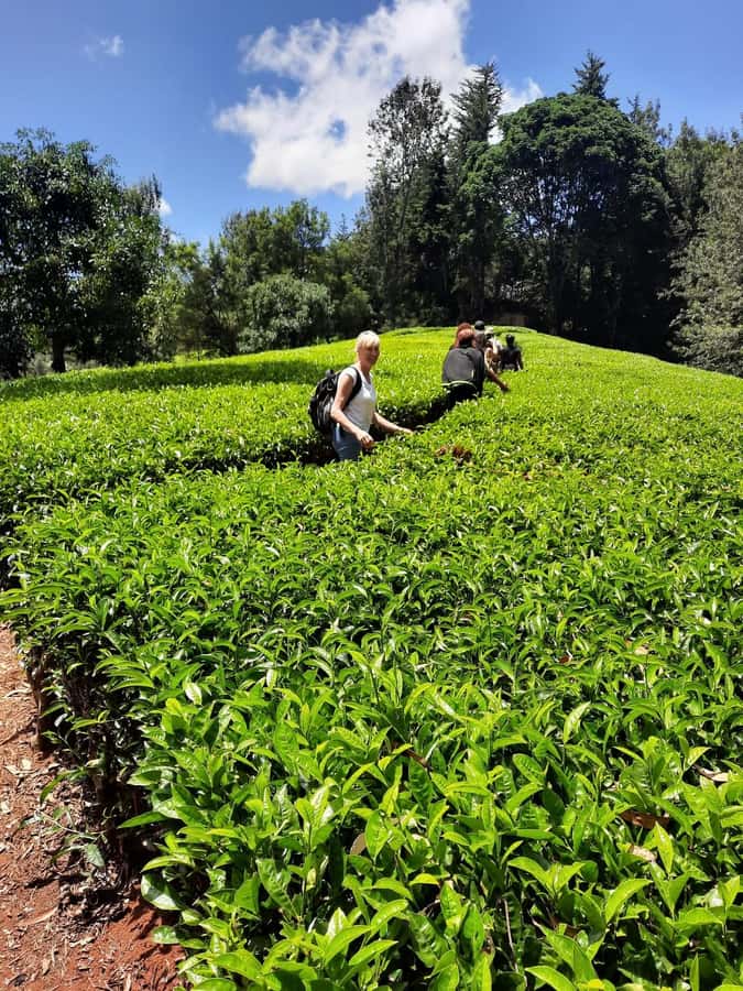 Nairobi: Tea Farm Day Trip with Lunch at kiambethu - Tea, snacks, and the story of the farm