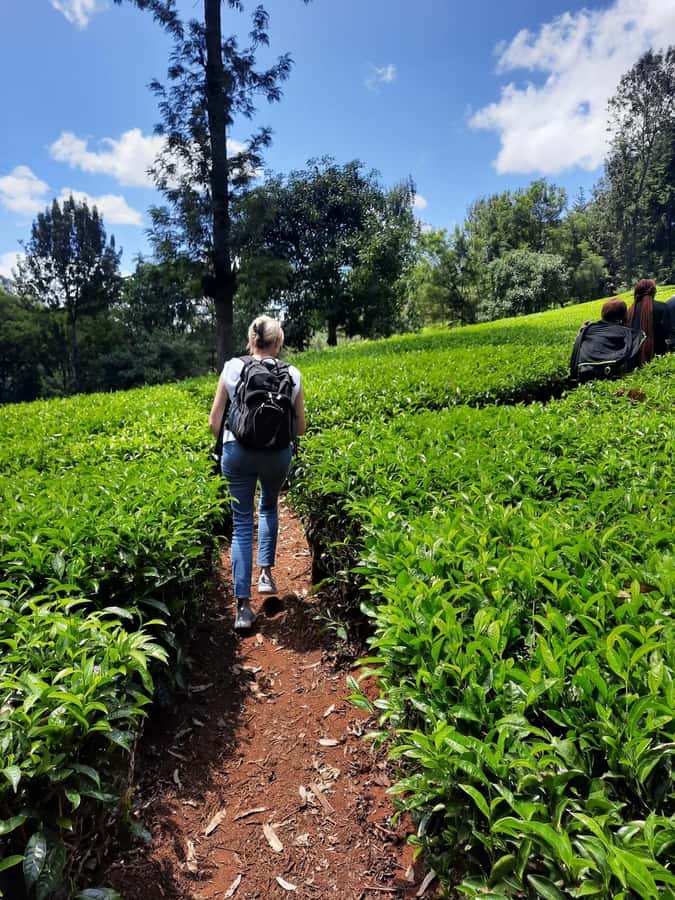 Nairobi: Tea Farm Day Trip with Lunch at kiambethu - Walking through the tea fields