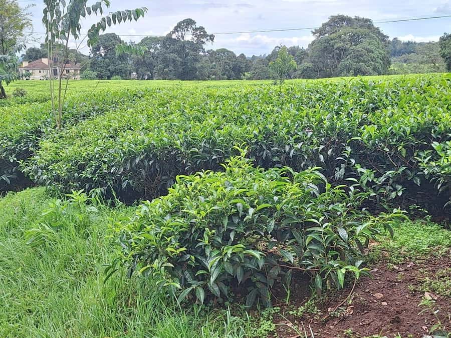 Nairobi: Tea Farm Day Trip with Lunch at kiambethu - Gardens, rest time, and the end of the day
