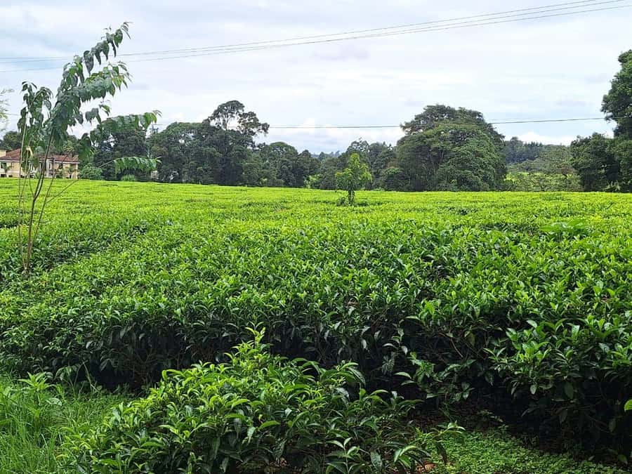 Nairobi: Tea Farm Day Trip with Lunch at kiambethu - Transport is the main risk to manage