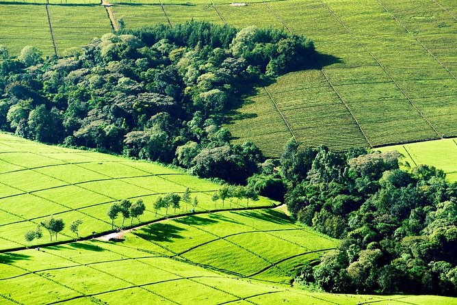 Nairobi to Kiambethu Tea Farm Tour - Seeing tea in the field