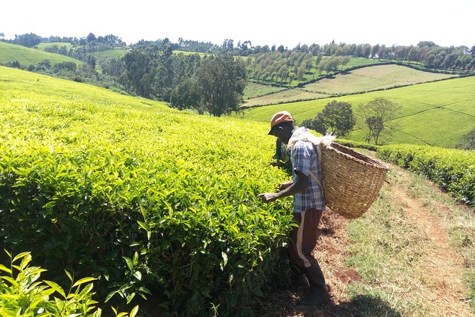 Nairobi to Kiambethu Tea Farm Tour - The indigenous forest walk