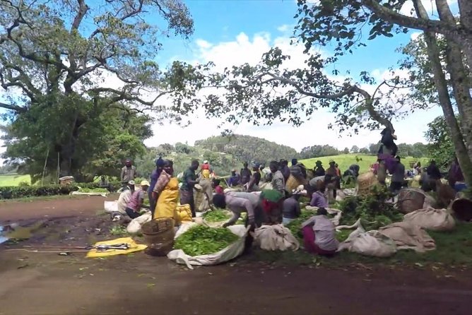 Nairobi to Kiambethu Tea Farm Tour - Verandah views and a three-course lunch
