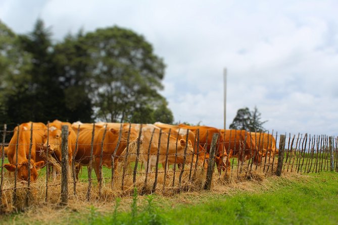 Nairobi to Kiambethu Tea Farm Tour - Guides who shape the day
