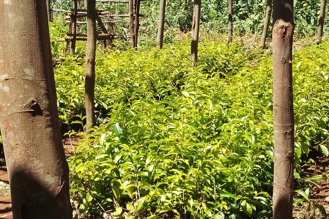 Nairobi to Kiambethu Tea Farm Tour - Group size, privacy, and the day’s pace