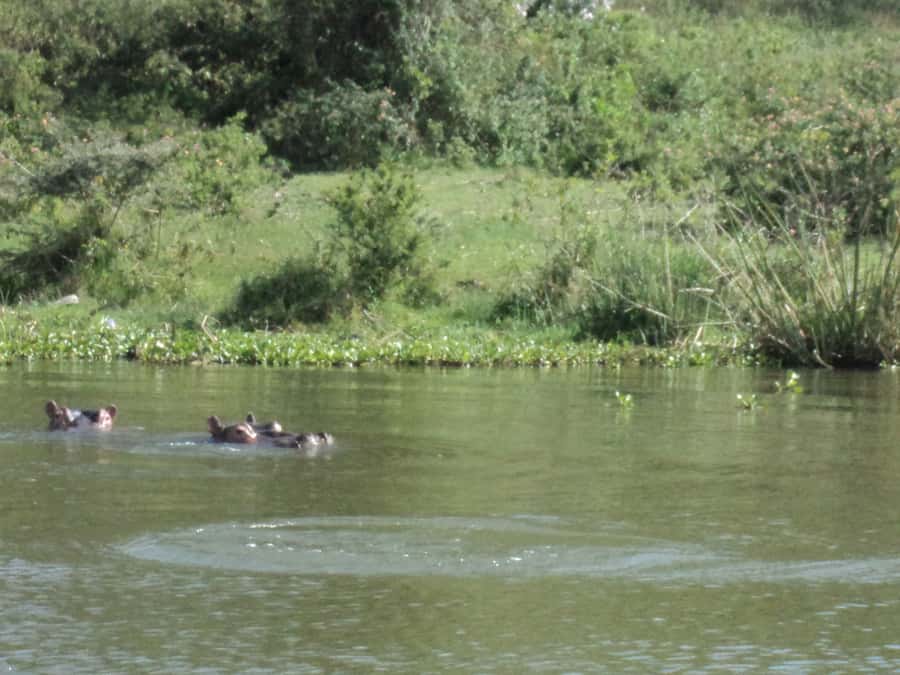 Nairobi to Lake Naivasha Day Tour with Crescent Island - Key points at a glance