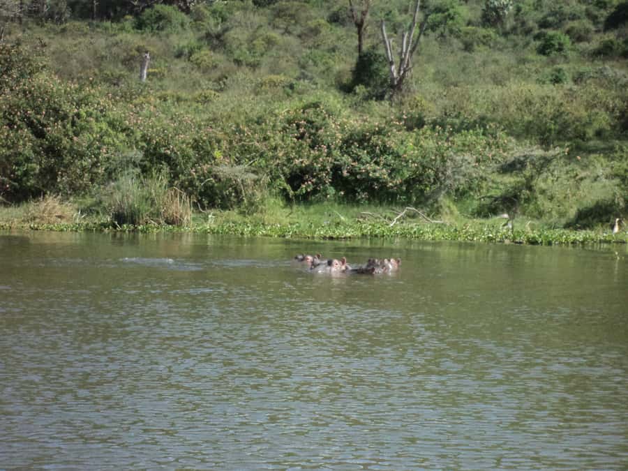 Nairobi to Lake Naivasha Day Tour with Crescent Island - Is $180 a fair price?