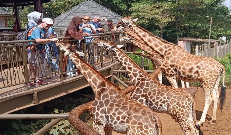 Nairobi Walking Tour, GiraffeCentre & Souvenir Shopping Tour - Nairobi on foot, then above the city
