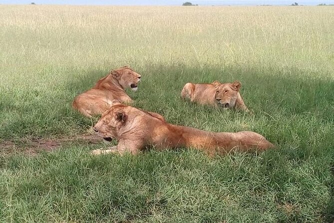 National Park Half-Day Group Tour in Nairobi with Pickup - Wildlife you may see during the five hours