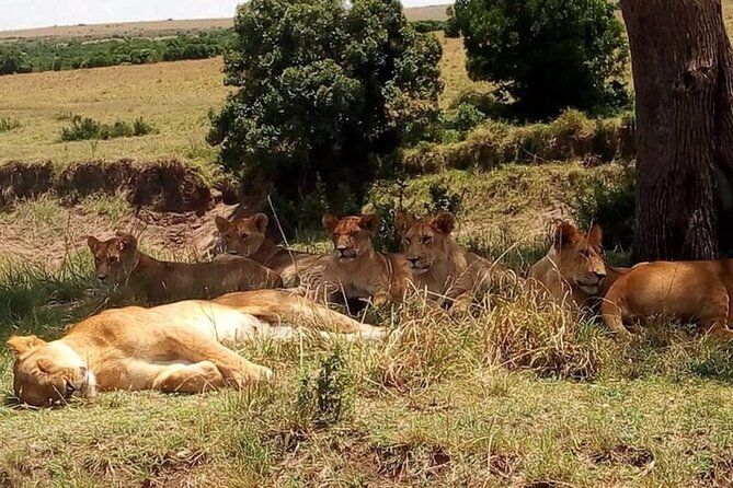 National Park Half-Day Group Tour in Nairobi with Pickup - How the guide shapes the experience