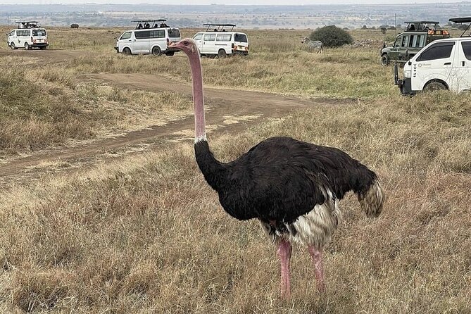 National Park Half-Day Group Tour in Nairobi with Pickup - The drive into Nairobi National Park